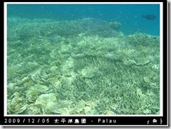 palau-day-3-飯店外海浮潛-121