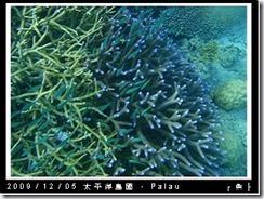 palau-day-3-飯店外海浮潛-171