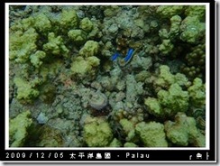 palau-day-3-大斷層-234