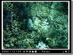 palau-day-3-飯店外海浮潛-154