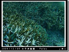 palau-day-3-飯店外海浮潛-170