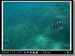 palau-day-3-飯店外海浮潛-109