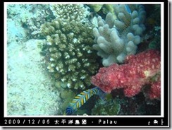 palau-day-3-大斷層-220