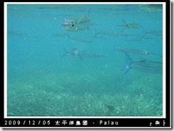 palau-day-3-飯店外海浮潛-110