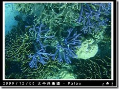 palau-day-3-飯店外海浮潛-176