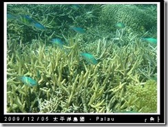 palau-day-3-飯店外海浮潛-137