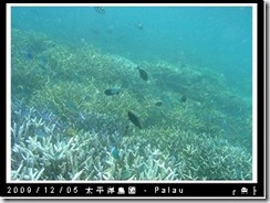 palau-day-3-飯店外海浮潛-116