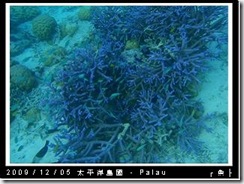 palau-day-3-飯店外海浮潛-187