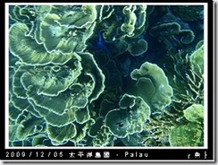 palau-day-3-飯店外海浮潛-161