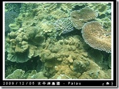 palau-day-3-飯店外海浮潛-134