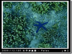 palau-day-3-飯店外海浮潛-180