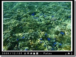 palau-day-3-飯店外海浮潛-145