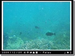 palau-day-3-飯店外海浮潛-117