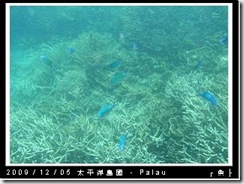 palau-day-3-飯店外海浮潛-130