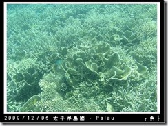 palau-day-3-飯店外海浮潛-127