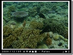 palau-day-3-大斷層-248