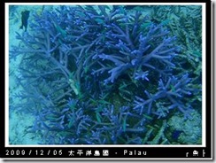 palau-day-3-飯店外海浮潛-188