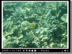 palau-day-3-飯店外海浮潛-119