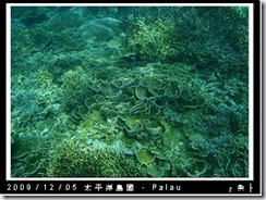 palau-day-3-飯店外海浮潛-166