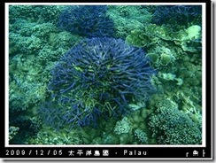 palau-day-3-飯店外海浮潛-159