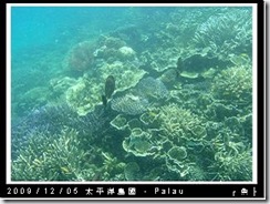 palau-day-3-飯店外海浮潛-113