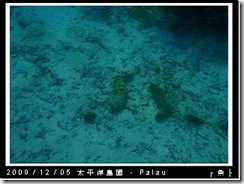 palau-day-3-飯店外海浮潛-185