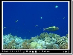 palau-day-3-大斷層-253