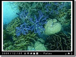 palau-day-3-飯店外海浮潛-175