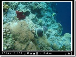 palau-day-3-大斷層-222