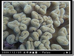 palau-day-3-飯店外海浮潛-102