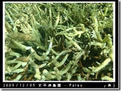 palau-day-3-飯店外海浮潛-138