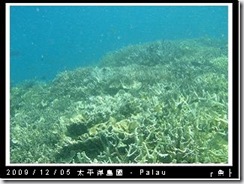 palau-day-3-飯店外海浮潛-120