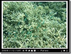 palau-day-3-飯店外海浮潛-133