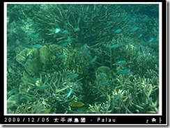 palau-day-3-飯店外海浮潛-108