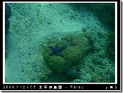 palau-day-3-飯店外海浮潛-194