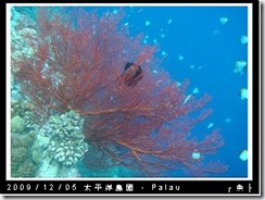 palau-day-3-大斷層-206