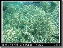 palau-day-3-飯店外海浮潛-114