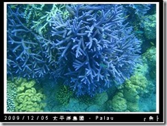 palau-day-3-飯店外海浮潛-172