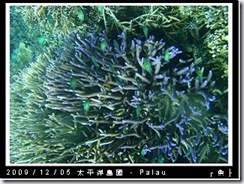 palau-day-3-飯店外海浮潛-155