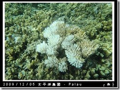 palau-day-3-飯店外海浮潛-168