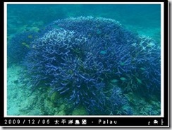 palau-day-3-飯店外海浮潛-193