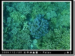 palau-day-3-飯店外海浮潛-169