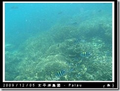 palau-day-3-飯店外海浮潛-115