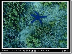 palau-day-3-飯店外海浮潛-181