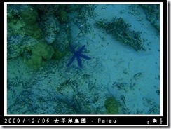 palau-day-3-飯店外海浮潛-189