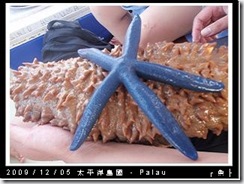 palau-day-3-飯店外海浮潛-195