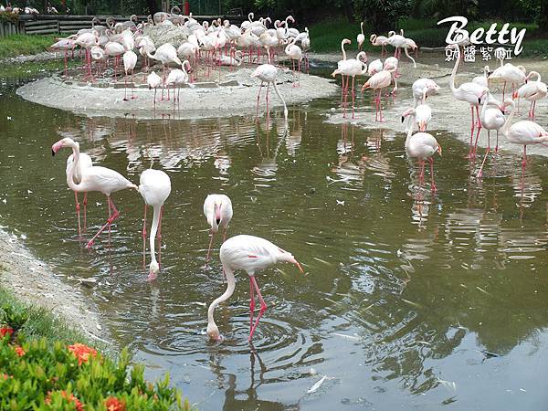 20180512頑皮動物園 (15).jpg