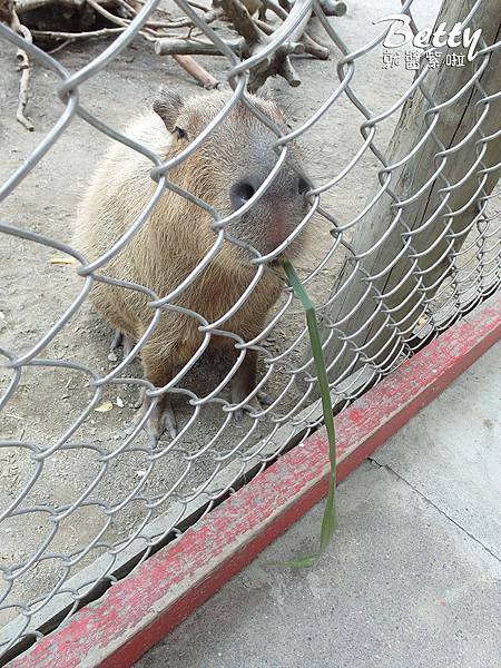 20180512頑皮動物園 (23).jpg