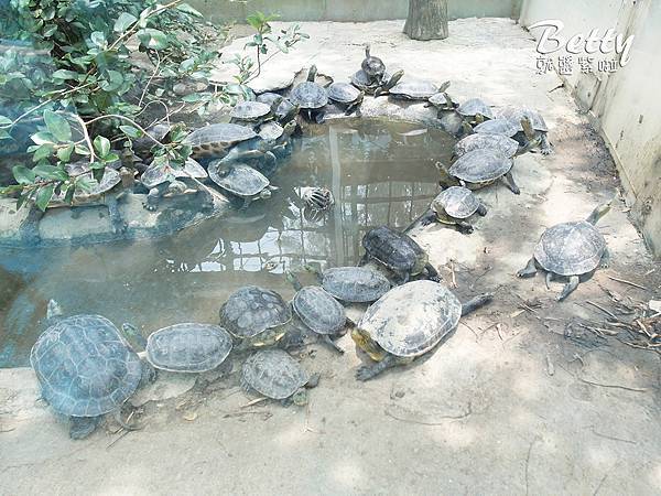 20180512頑皮動物園 (34).jpg