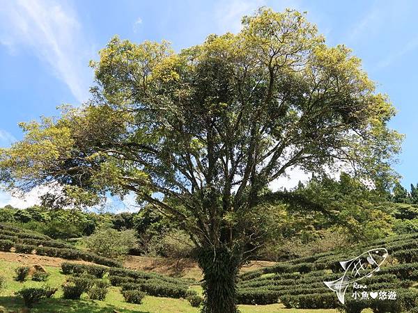 IMG_6010_结果.JPG IMG_6010_结果.JPG